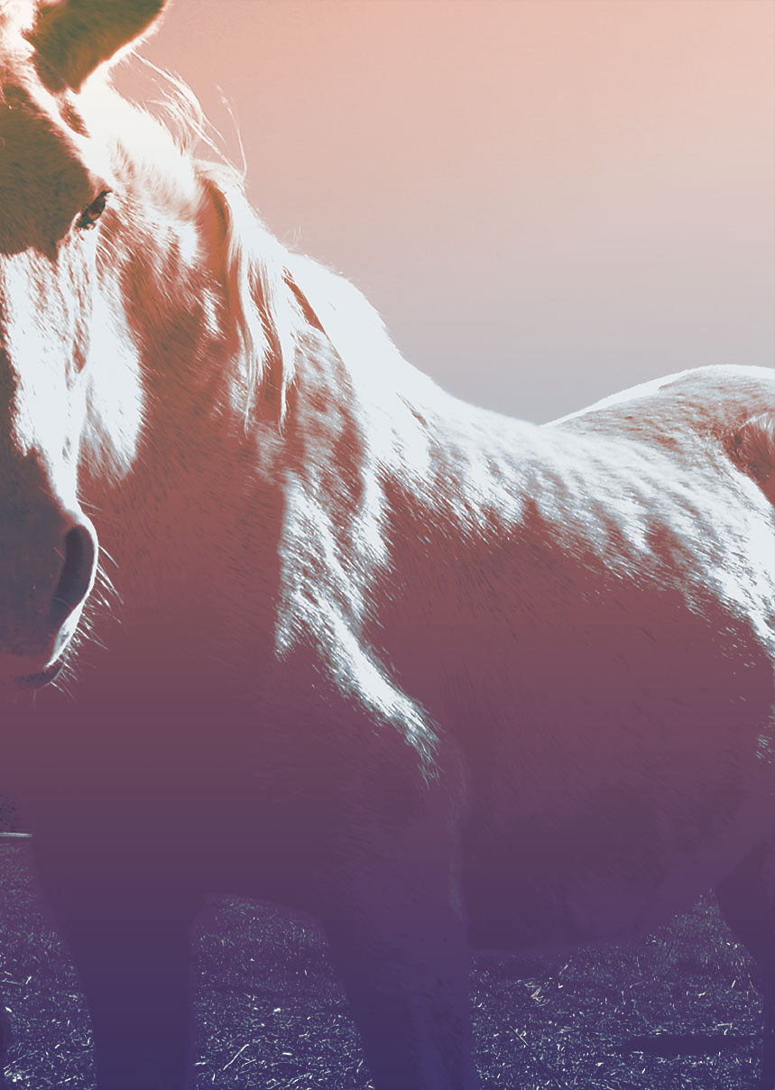 1er Nivell de Reiki per a Cavalls
