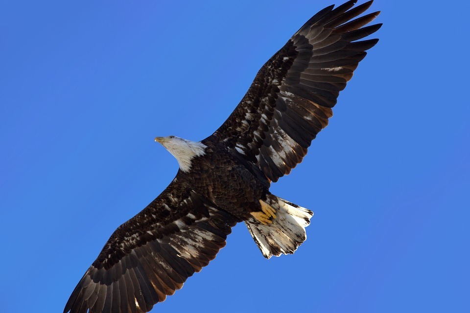 El vuelo del águila: La transformación