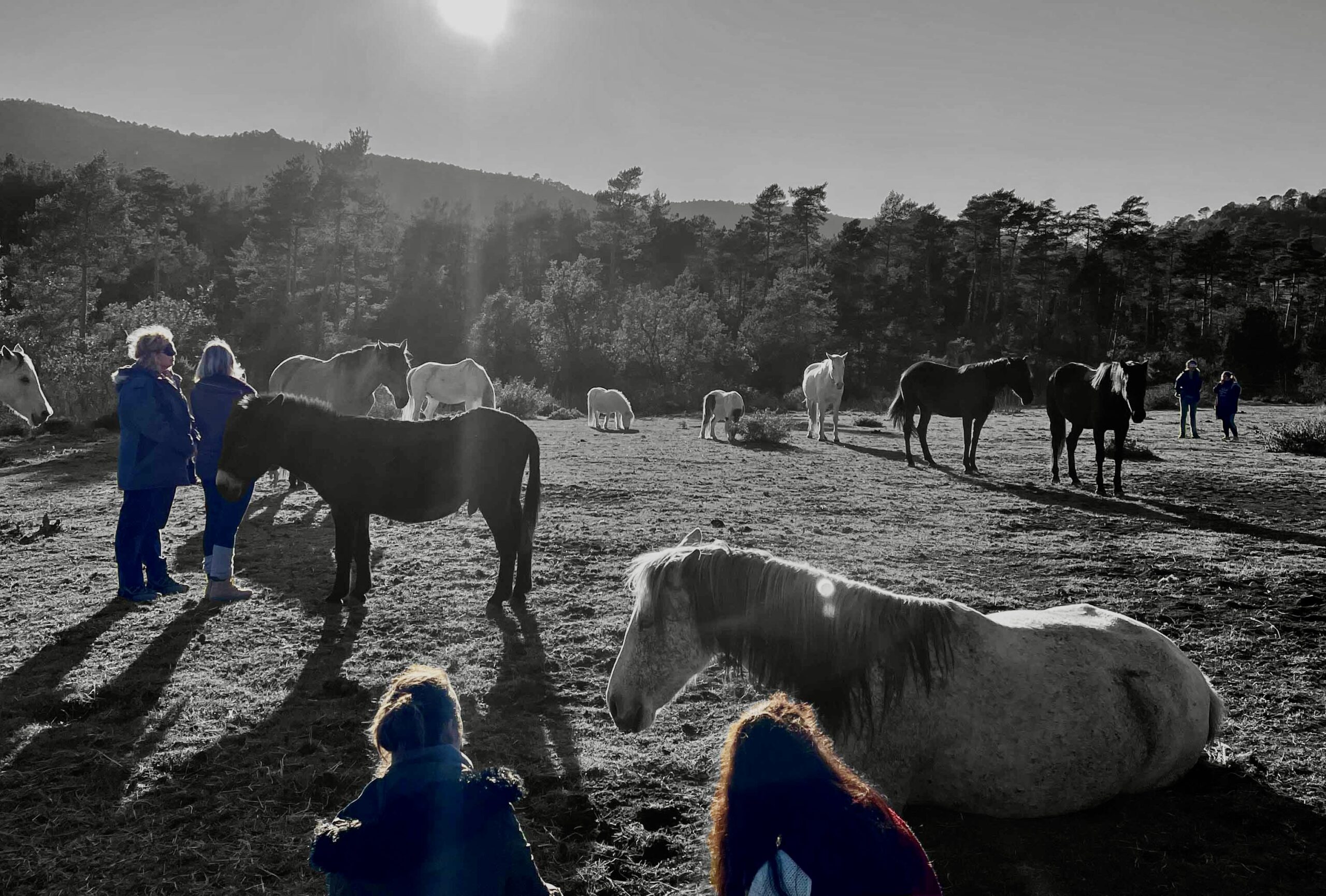 Certificació Aura: Acompanyament assistit amb cavalls en llibertat