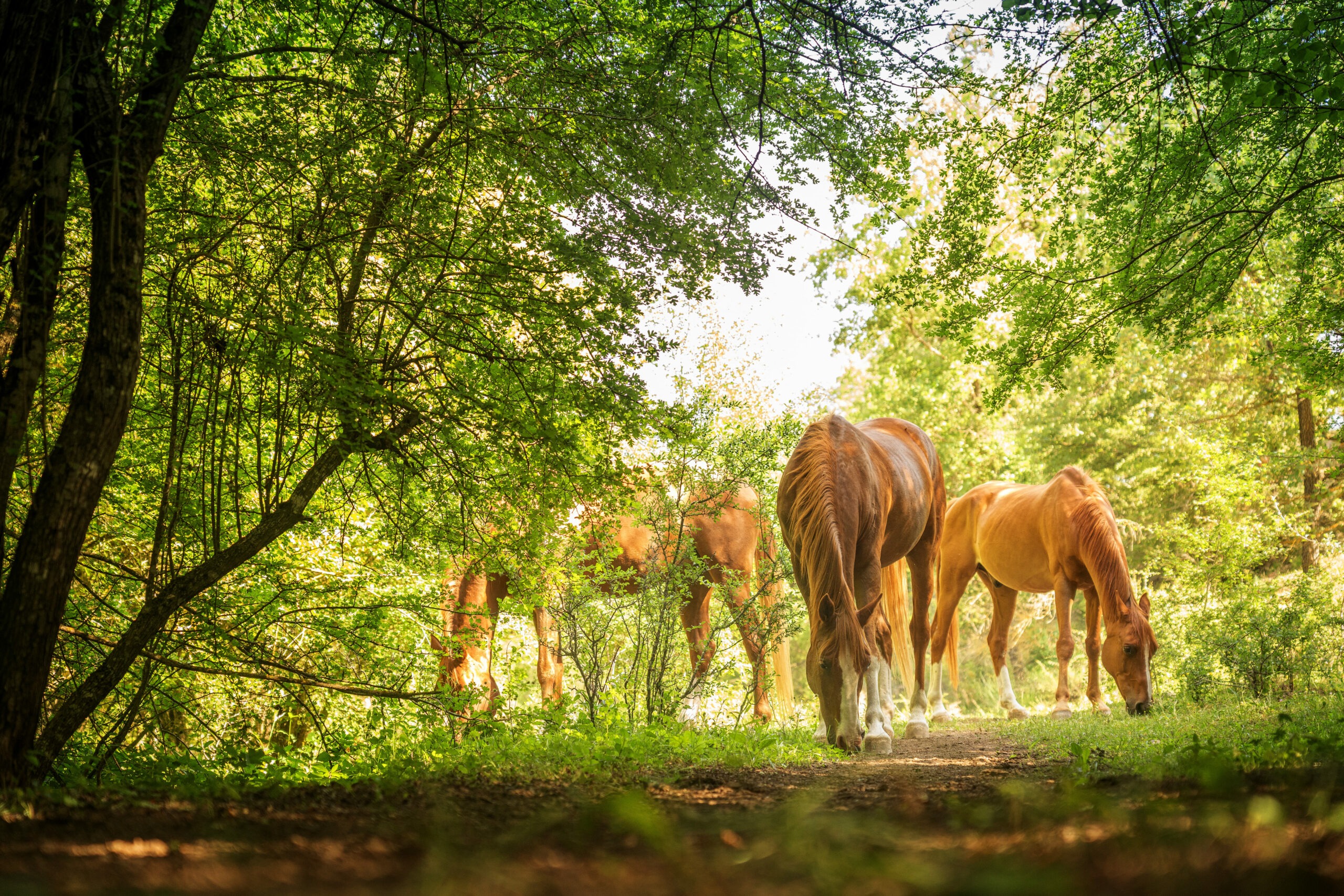 Etología del caballo