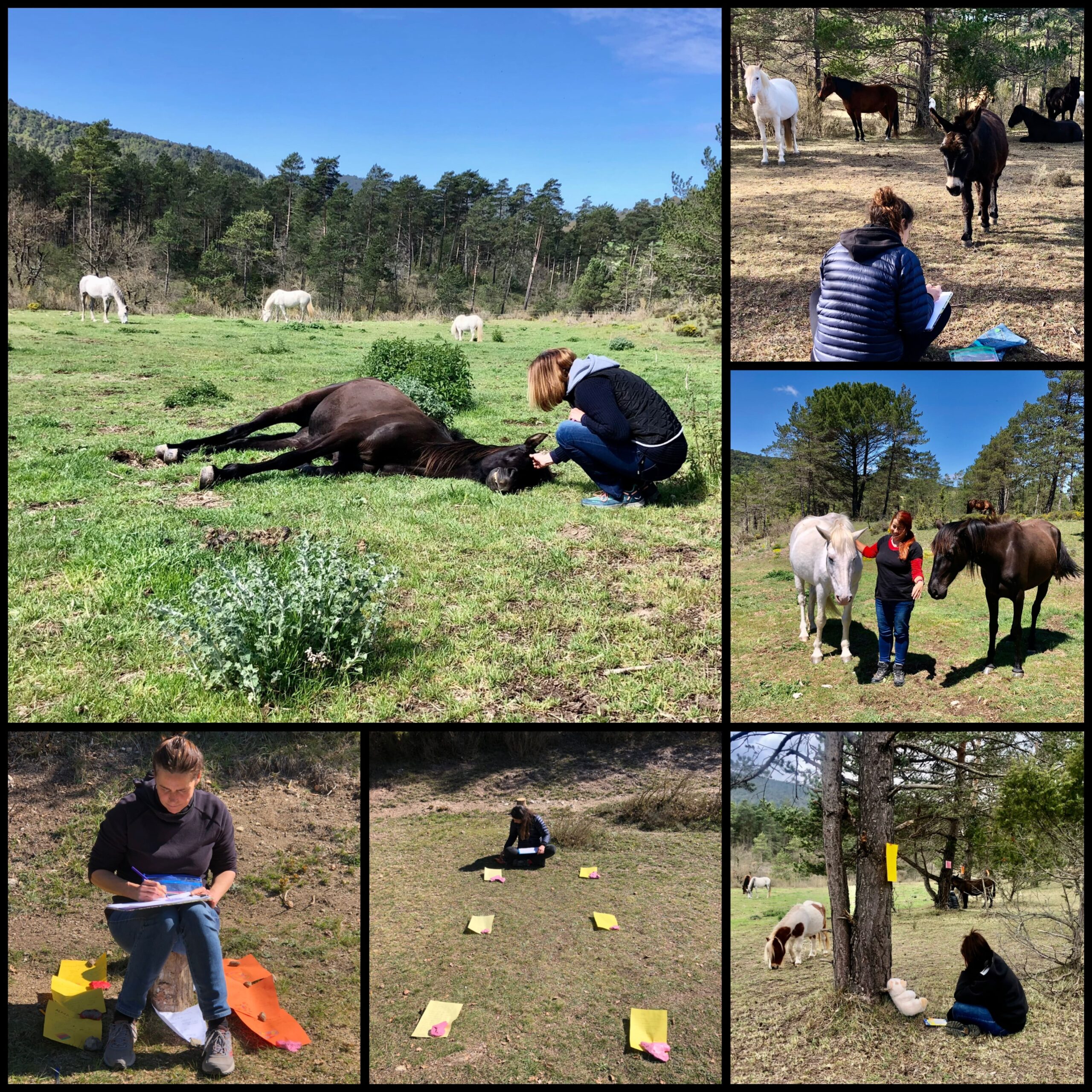 Beneficis de la PNL assistida amb cavalls