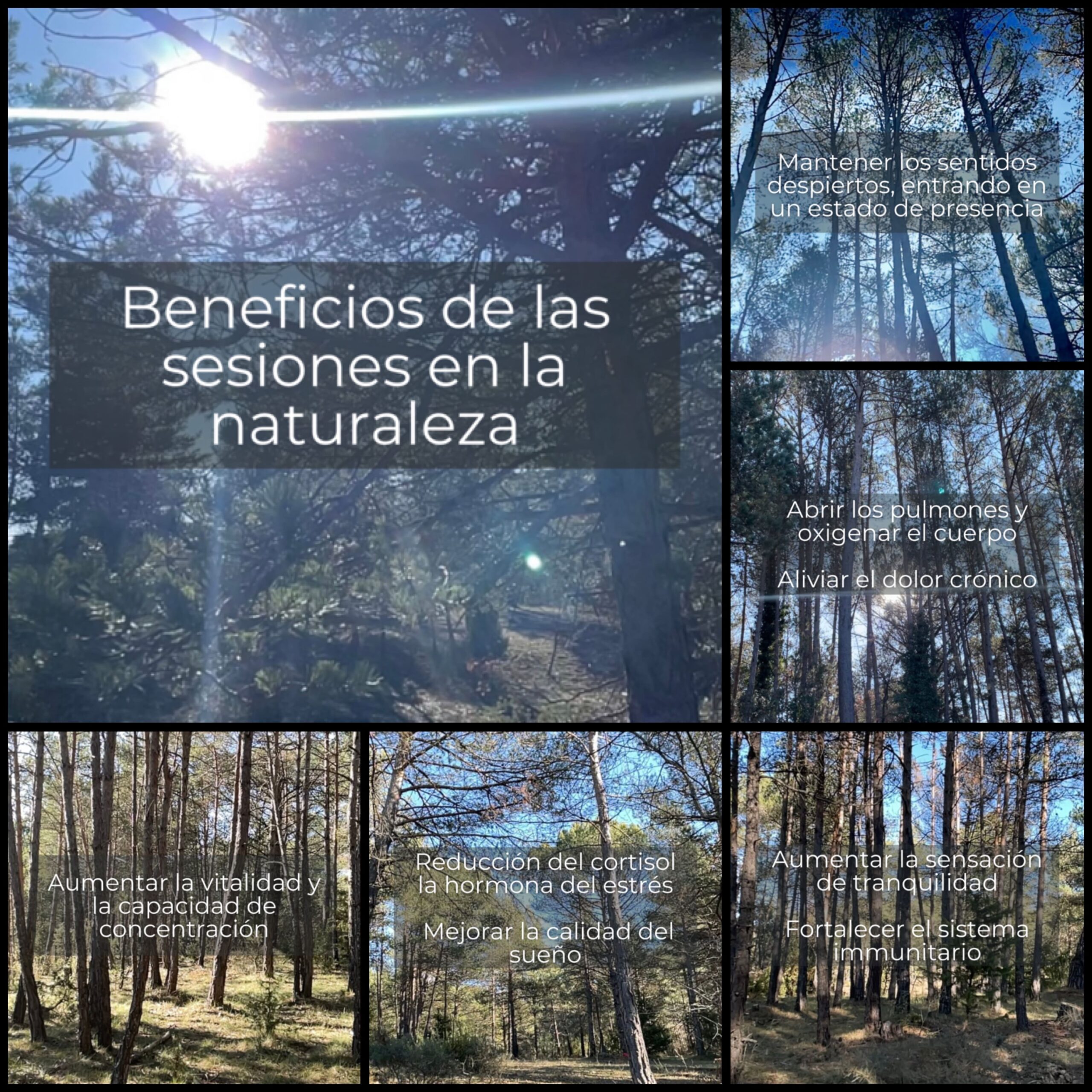 Beneficis de les sessions a la naturalesa