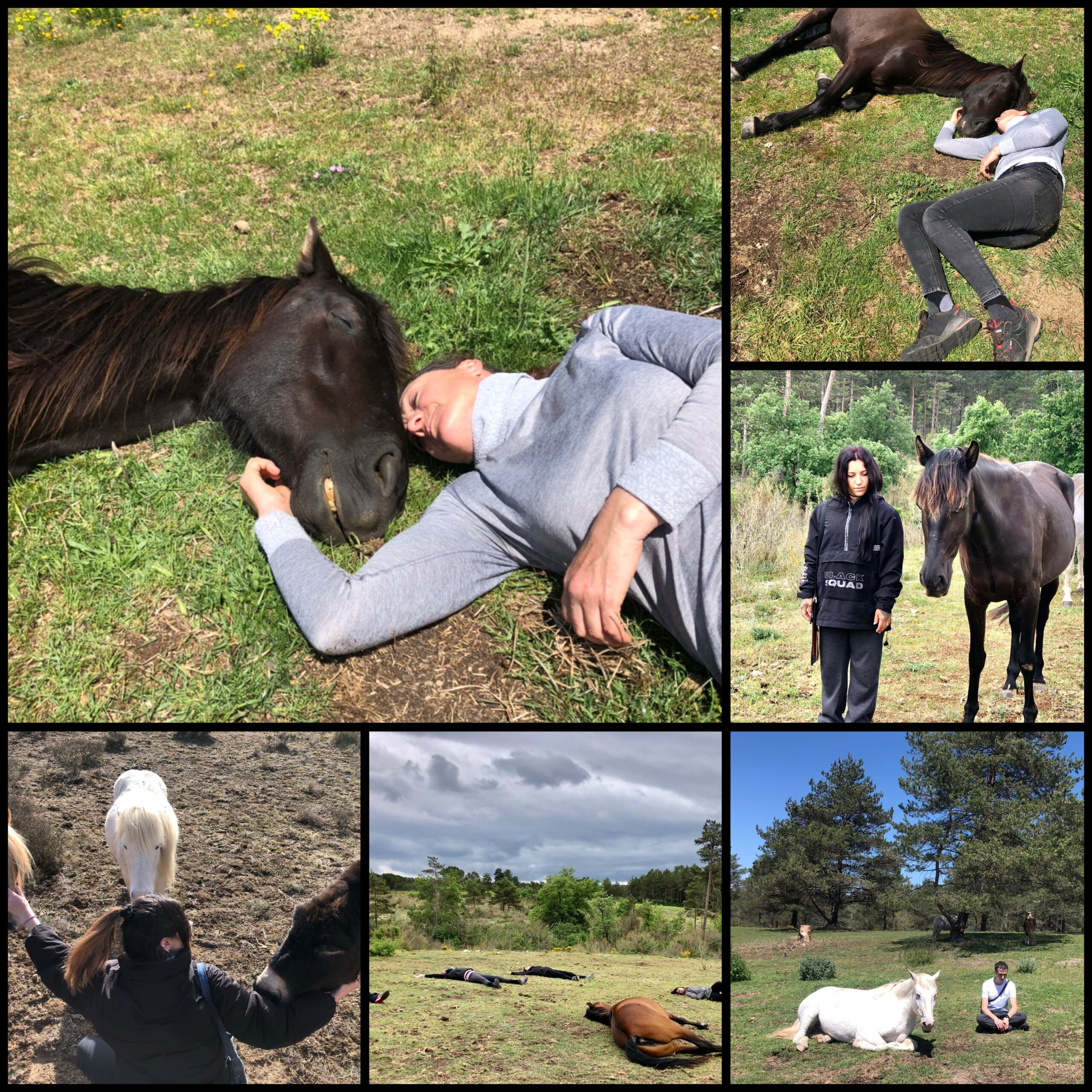 Comunicación no verbal y caballos