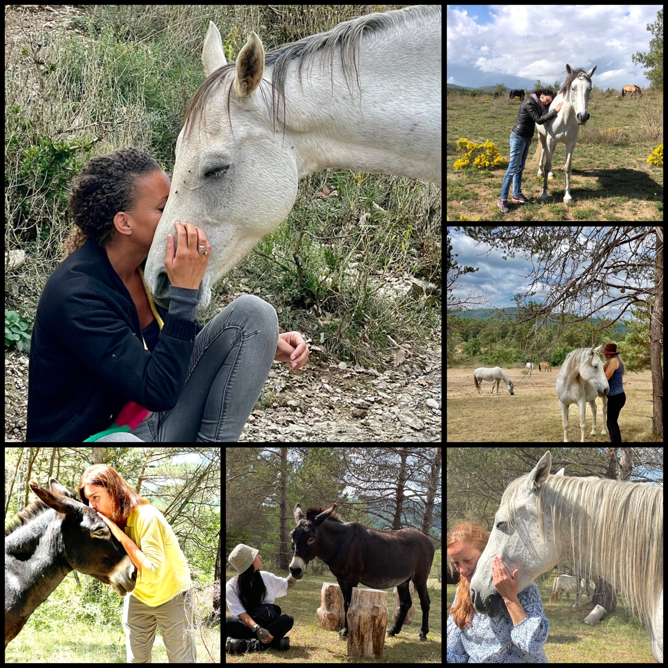 Inteligencia Emocional y Caballos