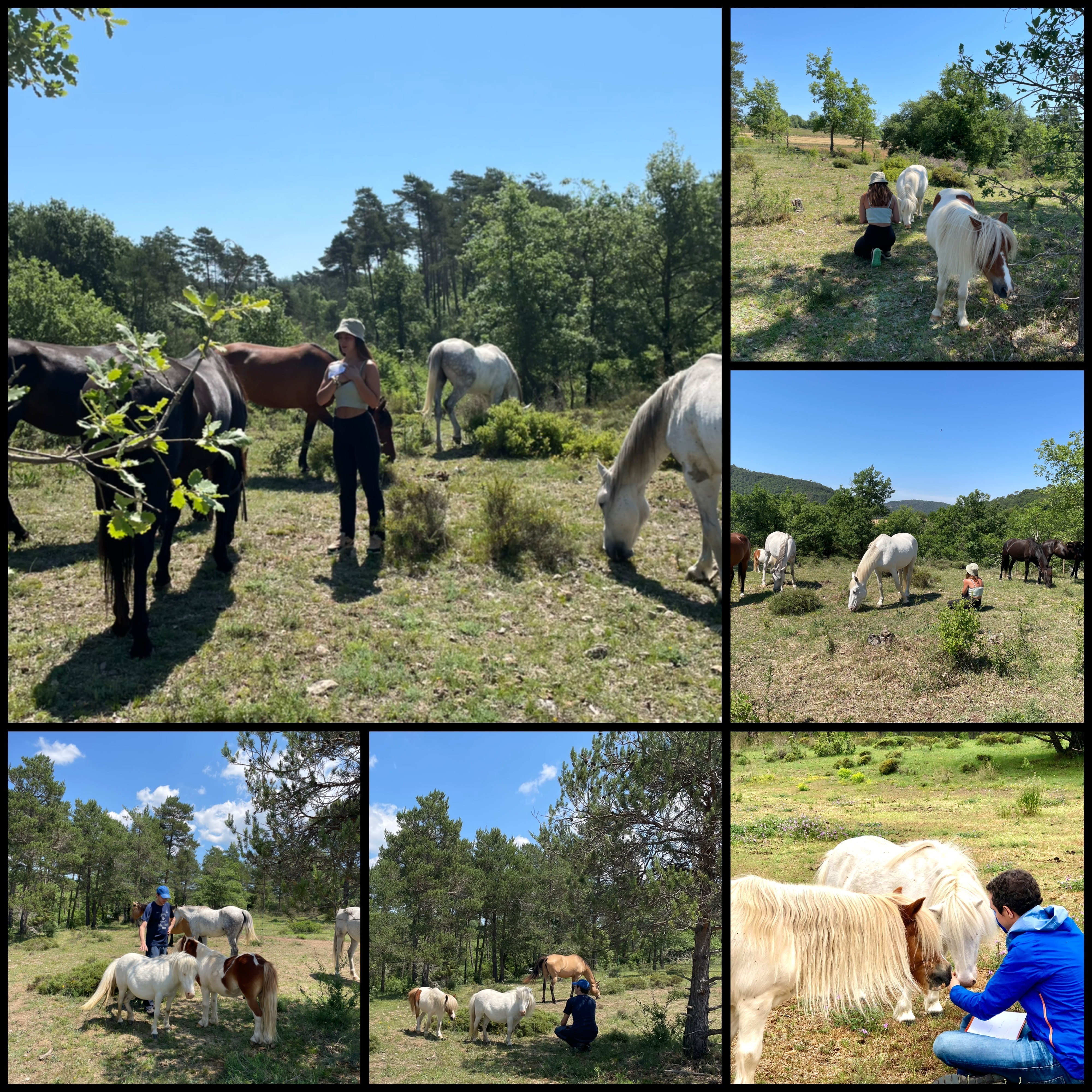 Què és la PNL assistida amb cavalls?