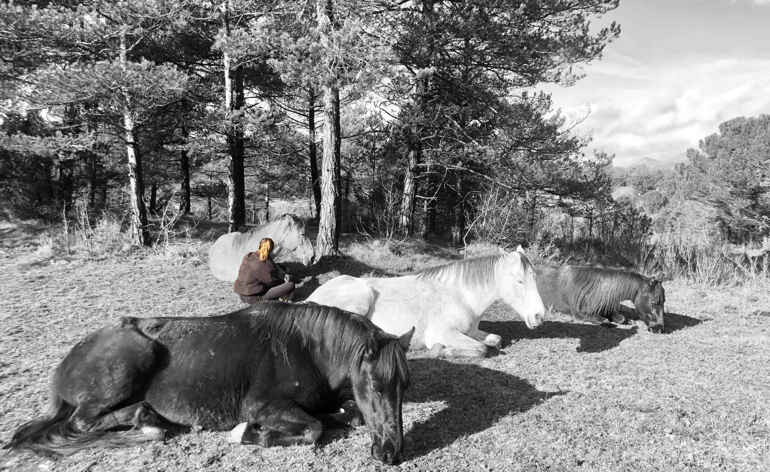 Meciendo el alma entre caballos libres