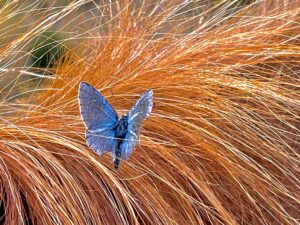 Caballo con mariposa