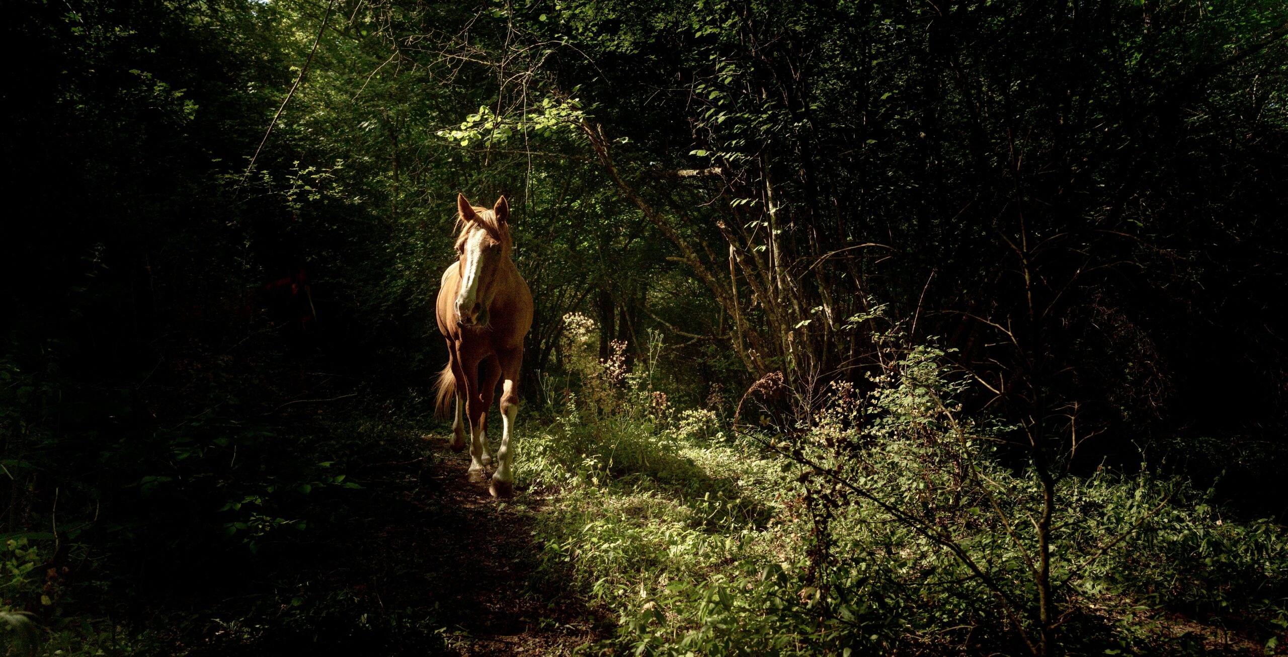 Los caminos que abren los caballos: senderos de transformación para el alma del acompañante