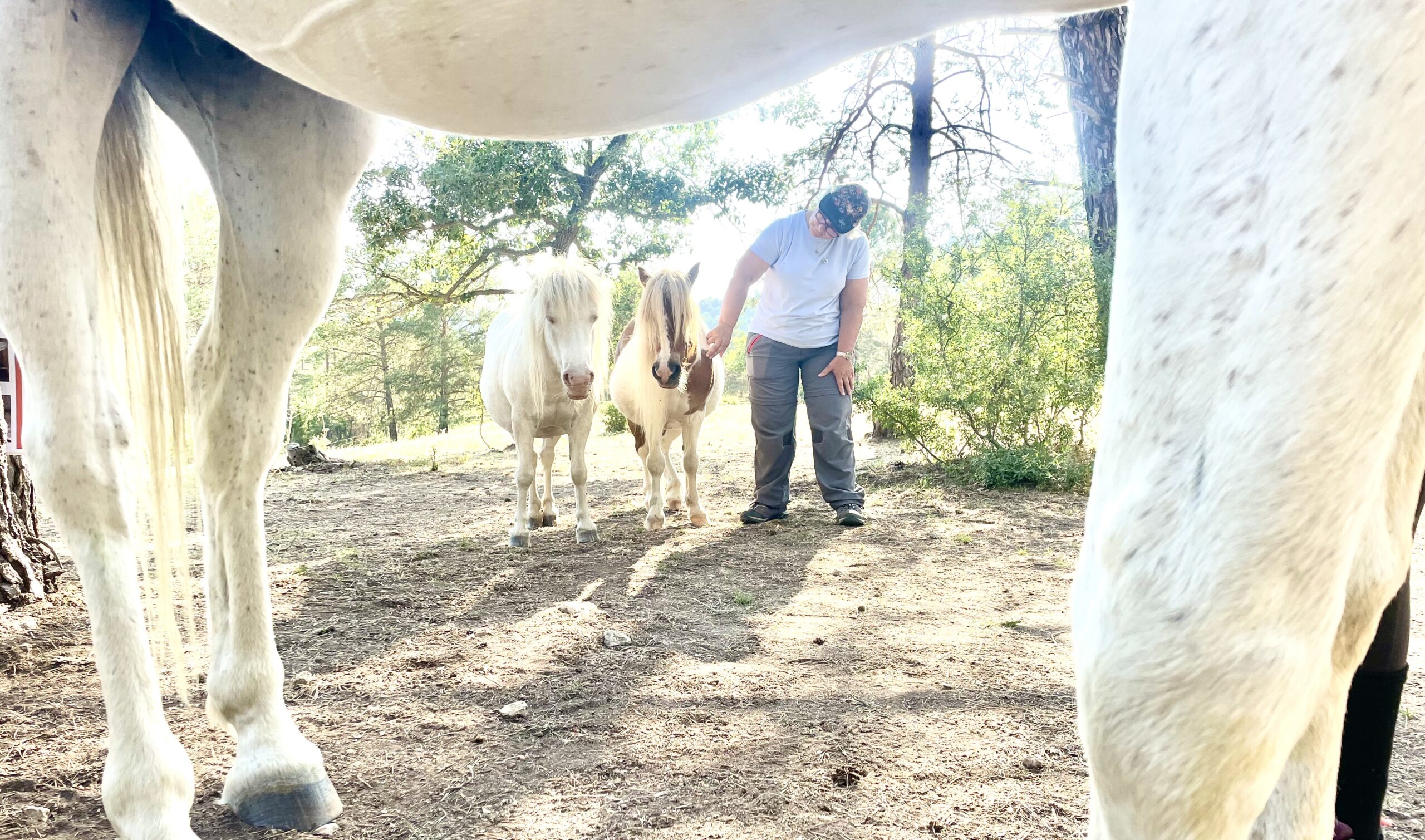 La importancia de saber leer al caballo co-facilitador